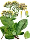 Einzelbild 3 Dürrwurz-Alant - Inula conyzae