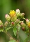 Einzelbild 4 Dürrwurz-Alant - Inula conyzae