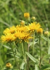 Einzelbild 1 Schweizer Alant - Inula helvetica