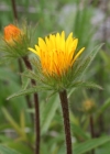 Einzelbild 1 Rauer Alant - Inula hirta