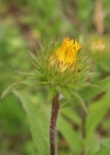 Einzelbild 3 Rauer Alant - Inula hirta