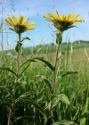 Einzelbild 4 Rauer Alant - Inula hirta