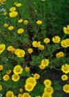 Einzelbild 3 Färber-Hundskamille - Anthemis tinctoria