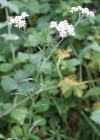 Einzelbild 2 Sumpf-Schafgarbe - Achillea ptarmica