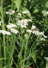 Einzelbild 3 Sumpf-Schafgarbe - Achillea ptarmica