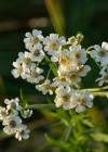 Einzelbild 4 Sumpf-Schafgarbe - Achillea ptarmica