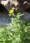 Einzelbild 2 Felsen-Greiskraut - Senecio rupestris