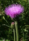 Einzelbild 2 Verschiedenblättrige Kratzdistel - Cirsium helenioides