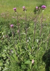 Einzelbild 3 Verschiedenblättrige Kratzdistel - Cirsium helenioides