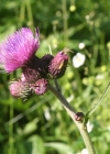 Einzelbild 1 Bach-Kratzdistel - Cirsium rivulare