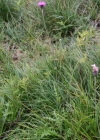 Einzelbild 2 Knollige Kratzdistel - Cirsium tuberosum