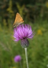 Einzelbild 3 Knollige Kratzdistel - Cirsium tuberosum