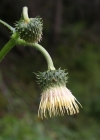 Einzelbild 1 Klebrige Kratzdistel - Cirsium erisithales