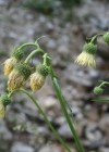 Einzelbild 2 Klebrige Kratzdistel - Cirsium erisithales