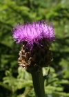 Einzelbild 1 Alpen-Bergscharte - Stemmacantha rhapontica