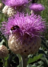 Einzelbild 4 Alpen-Bergscharte - Stemmacantha rhapontica