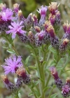 Einzelbild 1 Gewöhnliche Färber-Scharte - Serratula tinctoria subsp. tinctoria
