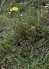 Einzelbild 3 Gletscher-Habichtskraut - Hieracium angustifolium