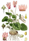 Einzelbild 2 Europäisches Alpenveilchen - Cyclamen purpurascens