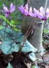 Einzelbild 1 Europäisches Alpenveilchen - Cyclamen purpurascens