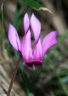 Einzelbild 4 Europäisches Alpenveilchen - Cyclamen purpurascens