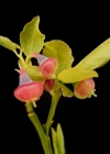 Einzelbild 3 Heidelbeere - Vaccinium myrtillus