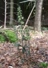 Einzelbild 2 Violette Stendelwurz - Epipactis purpurata