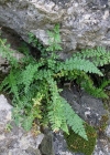 Einzelbild 1 Quell-Streifenfarn - Asplenium fontanum