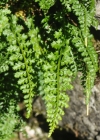 Einzelbild 2 Quell-Streifenfarn - Asplenium fontanum