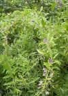 Einzelbild 2 Bocksdorn - Lycium barbarum