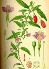 Einzelbild 1 Bocksdorn - Lycium barbarum