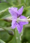 Einzelbild 3 Bocksdorn - Lycium barbarum