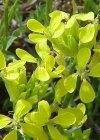 Einzelbild 1 Schweizer Schöterich - Erysimum rhaeticum aggr.