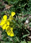 Einzelbild 3 Schweizer Schöterich - Erysimum rhaeticum aggr.