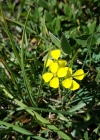 Einzelbild 4 Schweizer Schöterich - Erysimum rhaeticum aggr.