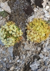 Einzelbild 3 Flachblättriger Steinbrech - Saxifraga muscoides