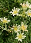 Einzelbild 1 Moschus-Steinbrech - Saxifraga exarata subsp. moschata