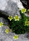 Einzelbild 2 Moschus-Steinbrech - Saxifraga exarata subsp. moschata