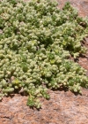 Einzelbild 1 Alpen-Bruchkraut - Herniaria alpina