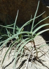 Einzelbild 1 Zweizeiliger Goldhafer - Trisetum distichophyllum