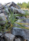 Einzelbild 2 Zweizeiliger Goldhafer - Trisetum distichophyllum