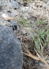 Einzelbild 3 Zweizeiliger Goldhafer - Trisetum distichophyllum