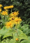 Einzelbild 1 Grosses Rindsauge - Telekia speciosa