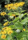 Einzelbild 2 Grosses Rindsauge - Telekia speciosa