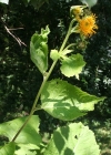 Einzelbild 3 Grosses Rindsauge - Telekia speciosa