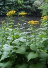 Einzelbild 4 Grosses Rindsauge - Telekia speciosa