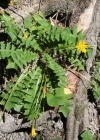 Einzelbild 3 Hainlattich - Aposeris foetida