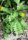 Einzelbild 4 Hainlattich - Aposeris foetida
