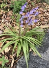 Einzelbild 1 Hasenglöckchen - Hyacinthoides non-scripta