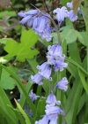 Einzelbild 2 Hasenglöckchen - Hyacinthoides non-scripta